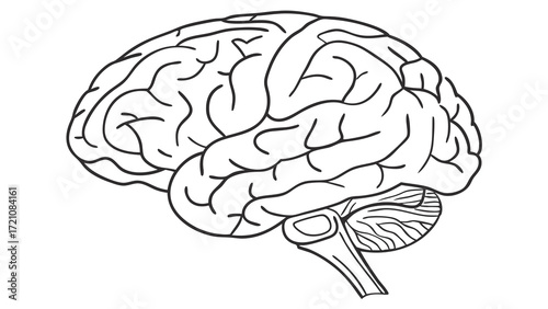 Human Brain Anatomy Outline Diagram. Detailed Black and White Line Art Illustration Representing Thought, Intelligence, and Neuroscience Concepts