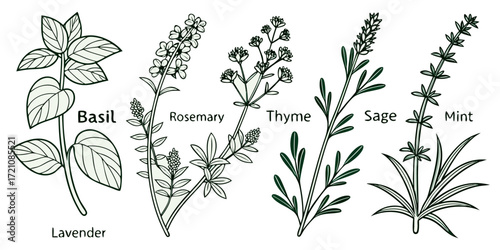 Generate an intricate black-and-white sketch of various herbs and plants, including basil, rosemary, thyme, sage, mint, lavender, and others. Each plant should be labeled with its name, capturing the 