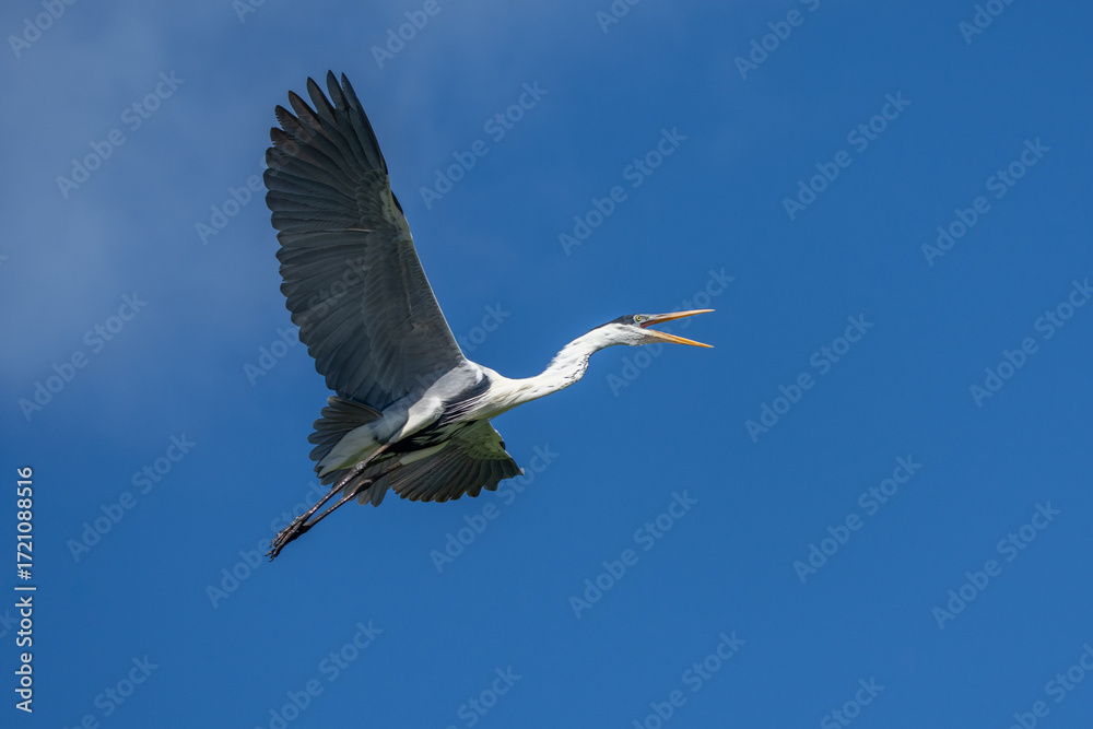 Obraz premium Heron, Ardea cinerea, flying and landing