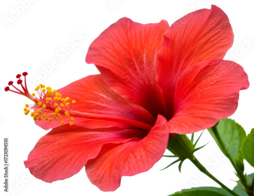Tropical Chinese Hibiscus or China Rose Bloom. Bright Red Hibiscus Flower. Hibiscus rosa-sinensis Bunga Raya