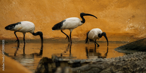 Trois Threskiornis aethiopicus, aussi appelé Ibis sacré, les pied dans l'eau