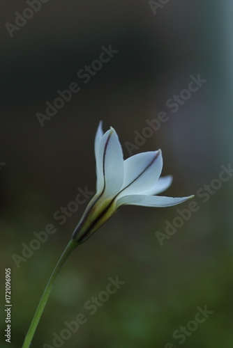 メルヘンチックなハナニラ