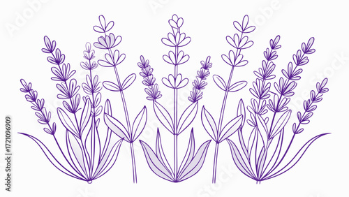 Outlined line art of lavender flowers in a simple minimalist style, soft elegant shapes, delicate botanical beauty, evoking calmness, relaxation, and natural charm for decor, packaging, or tranquil 