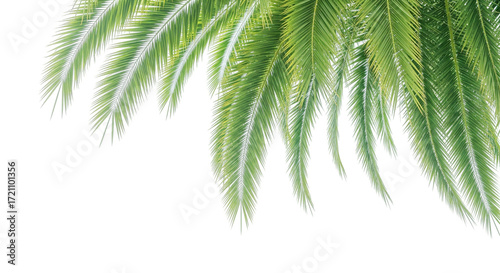 palm tree isolated on white