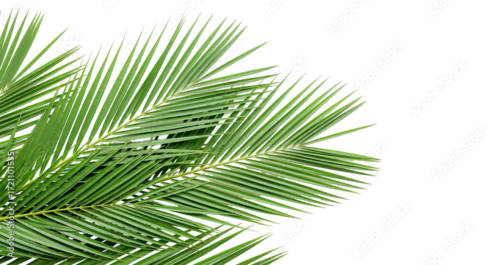 Fototapeta premium Tropical Palm Leaves Isolated on White Background