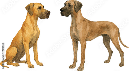Vector watercolor adorable illustration of a great dane dog standing and sitting
