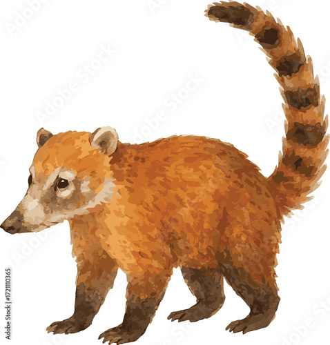 Vector watercolor realistic illustration of a coati
