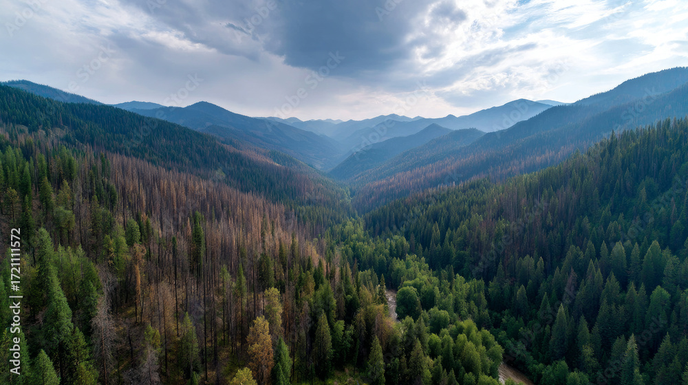 Fototapeta premium Aerial panorama of dying forest due to drought. Water crisis and water shortage in summer during long drought is a global problem of drought on the planet.