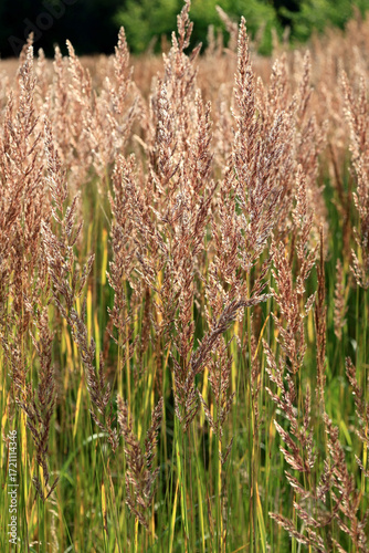 Vertical photo of a lawn planted with what is likely Red Fescue (Festuca rubra) on a blurred background