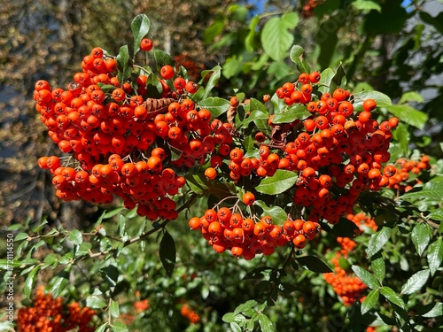 Close-up photo of a rowan tree branch with orange berries on a blurred background of green leaves
