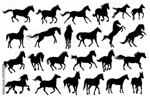 The big set of horses silhouettes. 
