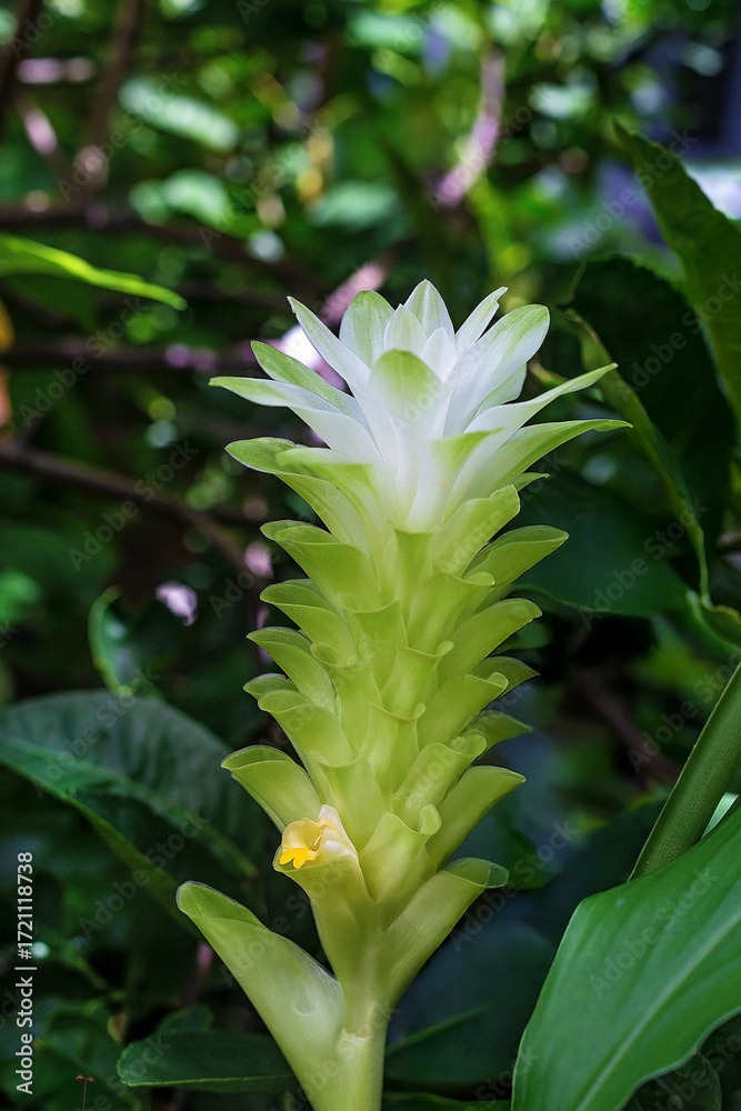 Fototapeta premium Captivating close up of Siam Tulip Dok Krachiao.Its unique green bracts elegantly transition to white showcasing tropical beauty amidst lush foliage. Fresh vibrant emblem of nature's delicate artistry