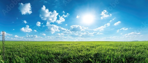 Sunny day over a vast green field