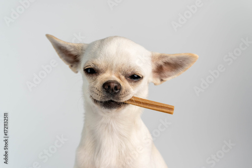Canvas Print Chihuahua dog smiling holding pet chew treat