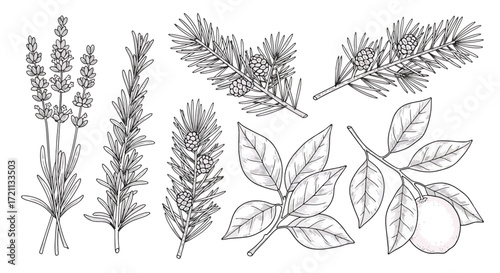 A collection of detailed, hand-drawn botanical sketches of lavender flowers and other herbs with leaves and stems.