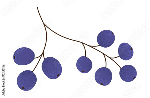 Isolated wild grape branch with textured blue berries. Flat vector botanical illustration. Template for card, poster, advertisement, label, sticker, packaging
