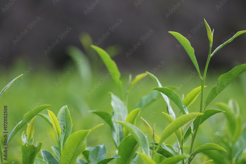 Obraz premium 日本茶 お茶畑 秋の風景