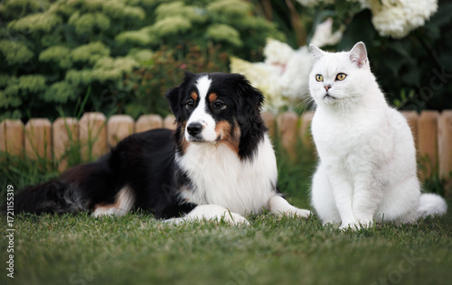 beautiful cat and dog posing together in the garden
