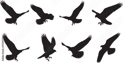 Flying bird silhouettes, raptor wing poses, eagle hawk flight dynamics, black vector birds, wildlife motion design, avian anatomy illustration set