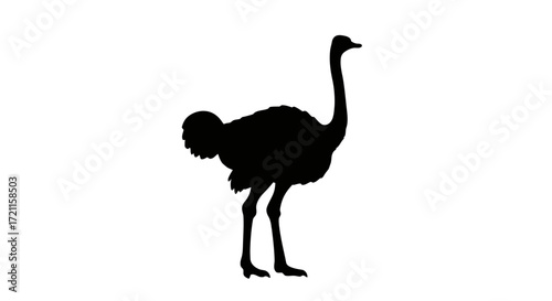 Majestic ostrich silhouette isolated on white a striking profile of a large flightless bird