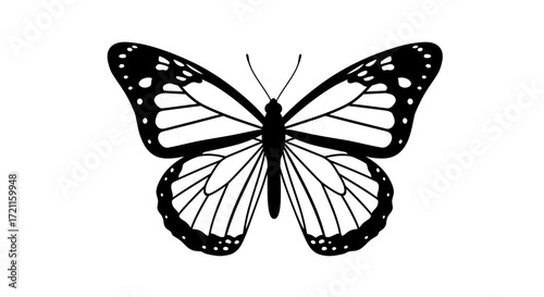 Monarch butterfly wings open detailed drawing insect nature winged creature beautiful symmetry