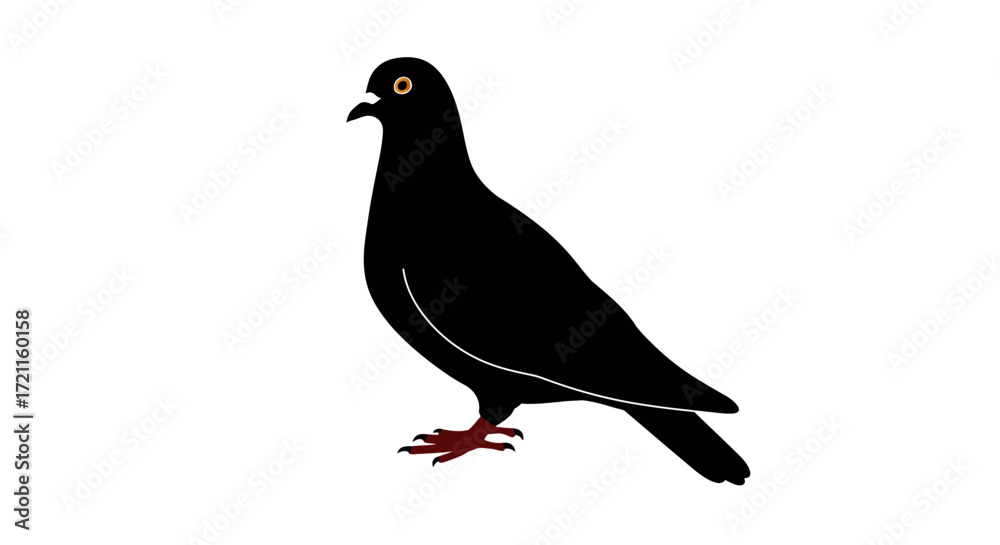 Fototapeta premium A majestic black pigeon stands alert on a clean white surface its eyes watchful