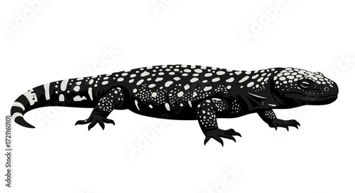 Detailed black and white gila monster lizard isolated on realistic reptile portrait