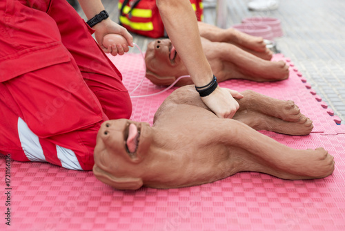 Veterinary first aid training demonstration with professional rescuer practicing cardiopulmonary resuscitation CPR chest compressions on dog mannequin for animal emergency medical care education