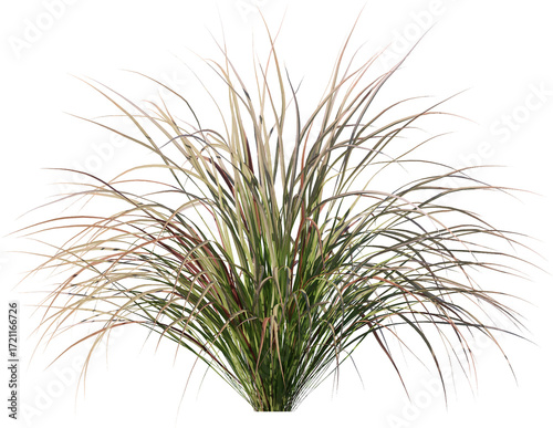 isolated, green, plant, dill, herb, white, food, fresh, leaf, nature, branch, grass, fennel, spice, ingredient, vegetable, healthy, tree, pine, natural, closeup, twig, agriculture, organic, field