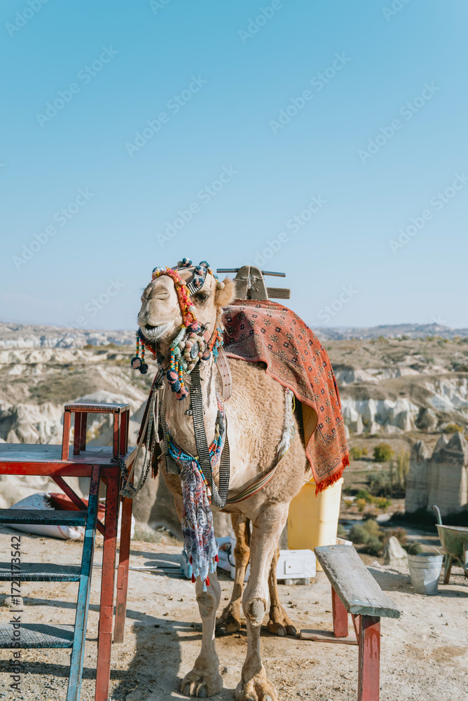 Naklejka premium Camel in Cappadocia, Turkey