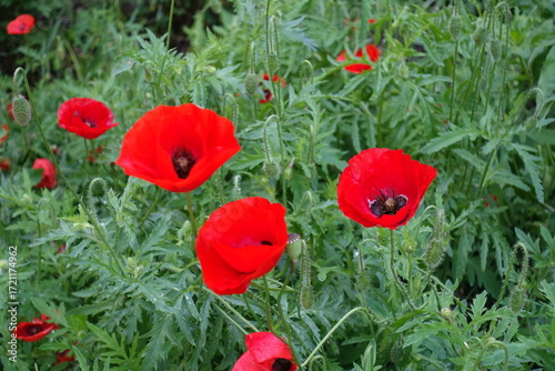 Group of red flowers of field poppies in June