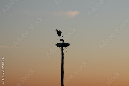 Storch im Anflug auf das Nest