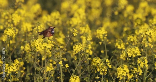 Male Bluethroat Singing in a Rapeseed Field