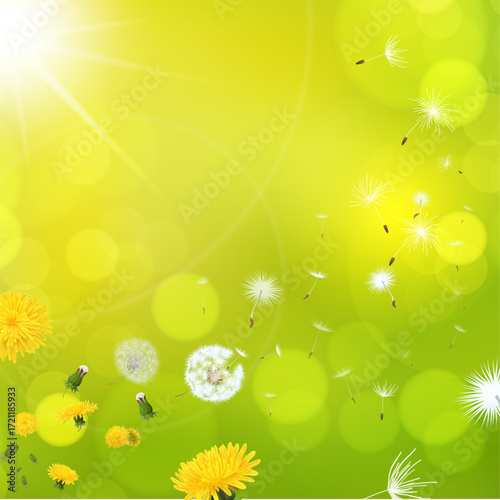 A clean vector illustration of dandelion flowers with flying seeds on a fresh green background. Perfect for spring designs, eco-friendly projects, posters, invitations, and nature-themed templates.