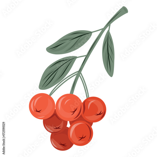 Rowan Berry Branch, Rowan Berries Illustration, Berry Vector