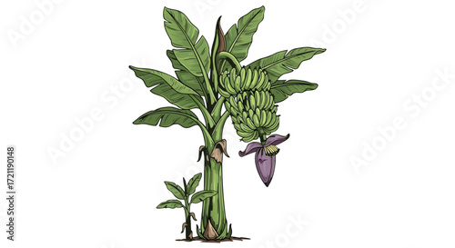 Vibrant banana tree with unripe fruit and flower