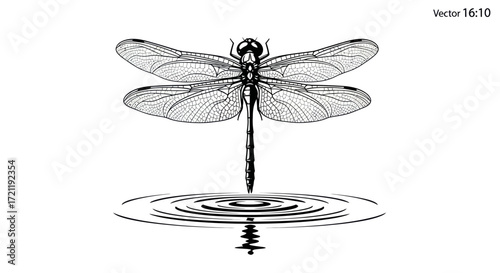 Detailed monochrome illustration of a dragonfly touching the surface of water rings creating ripples