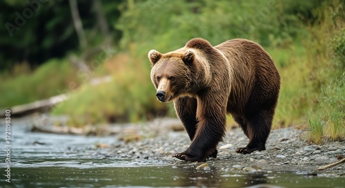 Grizzly Bear Walking Along the Riverbank in the Wilderness During Autumn.