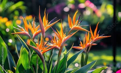 Bright Blossoms of Bird of Paradise Flowers in a Vibrant Garden During Sunny ...