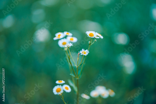 Bild auf Leinwand Peaceful lovely cute daisies