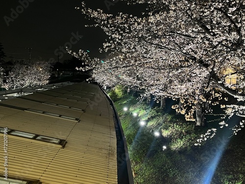 相模鉄道いずみ野線弥生台駅の桜ライトアップ