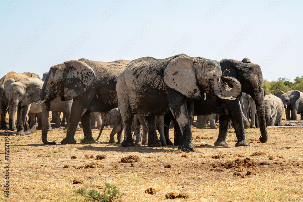 Fototapeta premium Elephant herd hanging around at a waterhole in Etosha National Park in Namibia