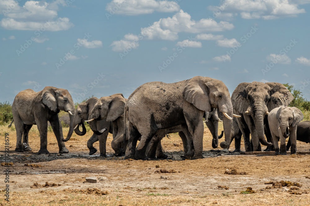 Fototapeta premium Elephant herd hanging around at a waterhole in Etosha National Park in Namibia
