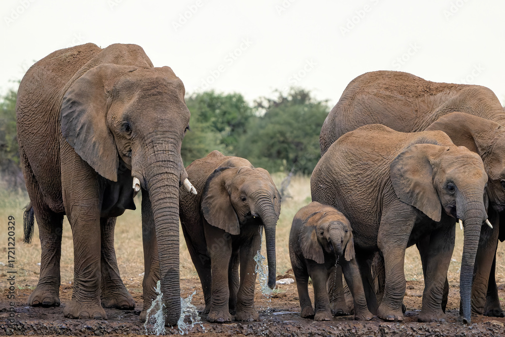 Fototapeta premium Elephant herd hanging around at a waterhole in Etosha National Park in Namibia