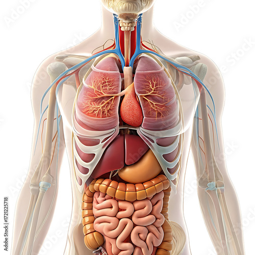 Detailed human torso anatomy internal organs medical view