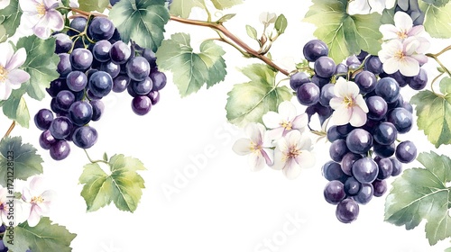 Watercolor painting depicts dark purple grapes and delicate white blossoms on a vine against a white background.