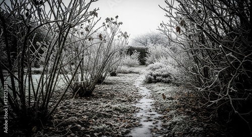 Frozen Path in Winter Garden Monochromatic Landscape Photography
