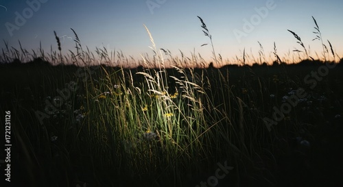 Sunset Meadow Serene Tall Grass Field at Dusk