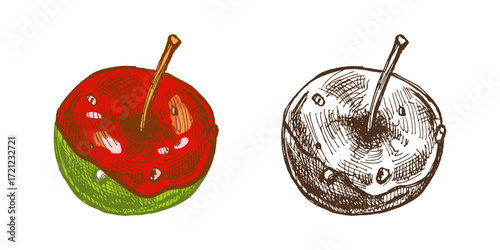 Hand drawn vintage sketch of caramel coated apple with wooden stick in color and monochrome retro version