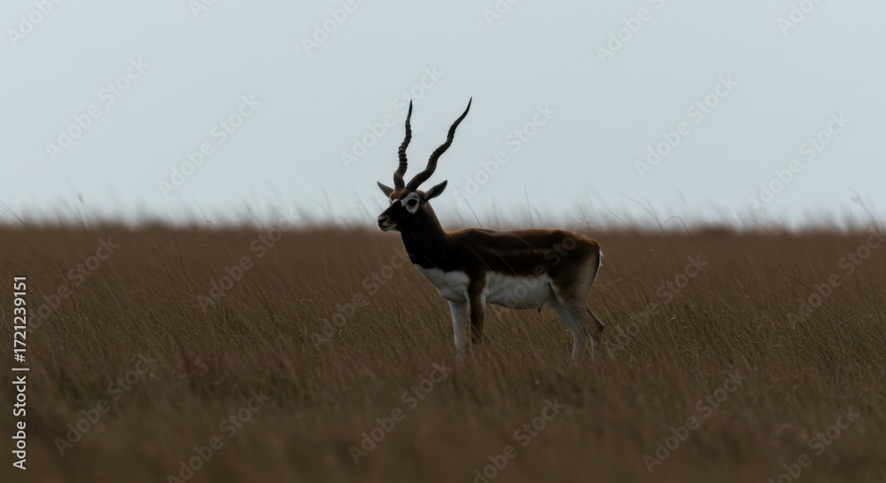 Obraz premium Male Blackbuck Antelope Silhouette in Pampas Grassland – Wildlife and Conservation Nature Scene 